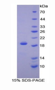 Figure 1. SDS-PAGE