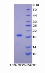 Figure 1. SDS-PAGE