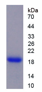 Figure 1. SDS-PAGE