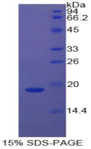 Figure 1. SDS-PAGE