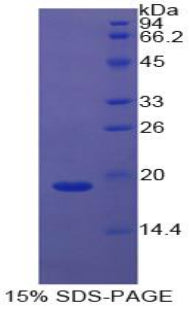 Figure 1. SDS-PAGE