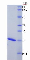 Figure 2. SDS-PAGE