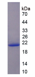 Figure 1. SDS-PAGE