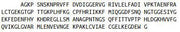 Recombinant Cyclophilin 40 (CYP-40), RPU41100