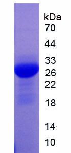 Figure 2. SDS-PAGE