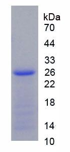 Figure 2. SDS-PAGE