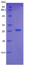 Figure 2. SDS-PAGE