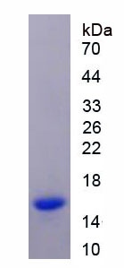 Figure 2. SDS-PAGE