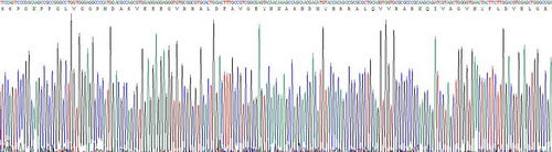 Recombinant Human Cystatin C (Cys-C)