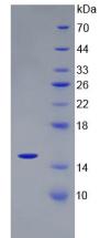 Figure 3. SDS-PAGE