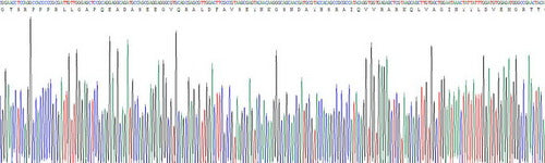 Recombinant Rat Cystatin C (Cys-C)