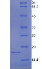 Figure 3. SDS-PAGE