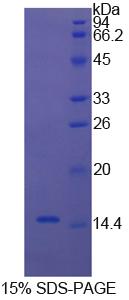 Figure 1. SDS-PAGE