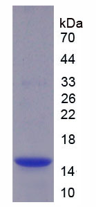 Figure 1. SDS-PAGE