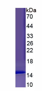 Figure 1. SDS-PAGE