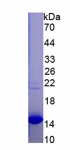 Figure 1. SDS-PAGE