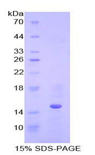 Figure 1. SDS-PAGE