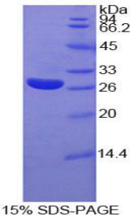 Figure 1. SDS-PAGE