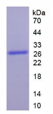 Figure 2. SDS-PAGE