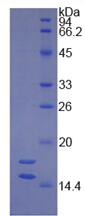 Figure 1. SDS-PAGE