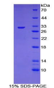 Figure 1. SDS-PAGE