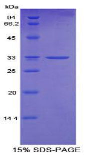 Figure 1. SDS-PAGE