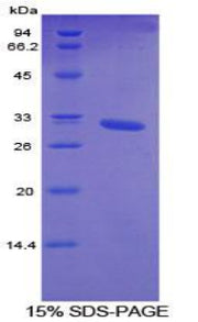 Figure 1. SDS-PAGE