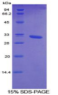 Figure 1. SDS-PAGE