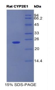 Figure 1. SDS-PAGE