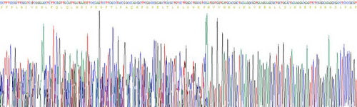Recombinant Human Cytochrome P450 2E1 (CYP2E1)