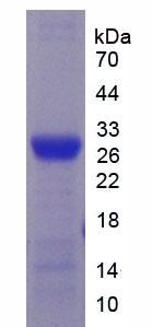Figure 2. SDS-PAGE