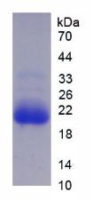 Figure 2. SDS-PAGE