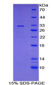 Figure 1. SDS-PAGE