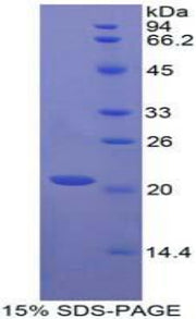 Figure 1. SDS-PAGE