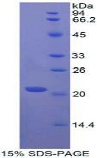 Figure 1. SDS-PAGE