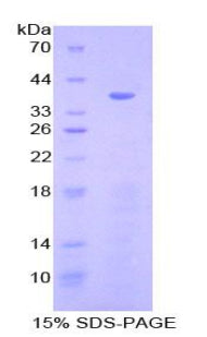 Figure 1. SDS-PAGE