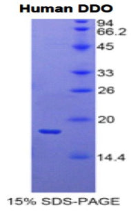 Figure 1. SDS-PAGE