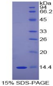 Figure 1. SDS-PAGE