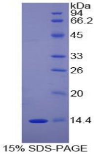 Figure 1. SDS-PAGE