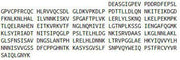 Recombinant Decorin (DCN), RPU41148