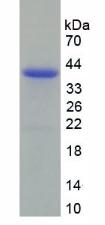 Figure 2. SDS-PAGE