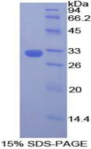 Figure 1. SDS-PAGE