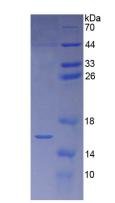 Figure 3. SDS-PAGE