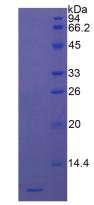 Figure 3. SDS-PAGE