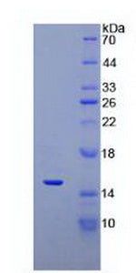 Figure 3. SDS-PAGE