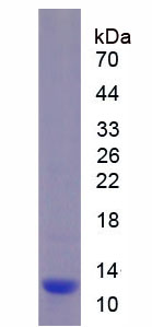 Figure 1. SDS-PAGE