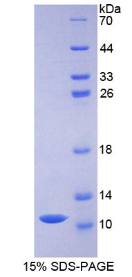 Figure 1. SDS-PAGE