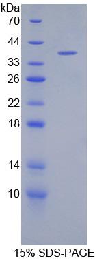 Figure 1. SDS-PAGE
