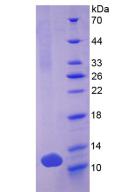 Figure 3. SDS-PAGE