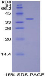 Figure 1. SDS-PAGE